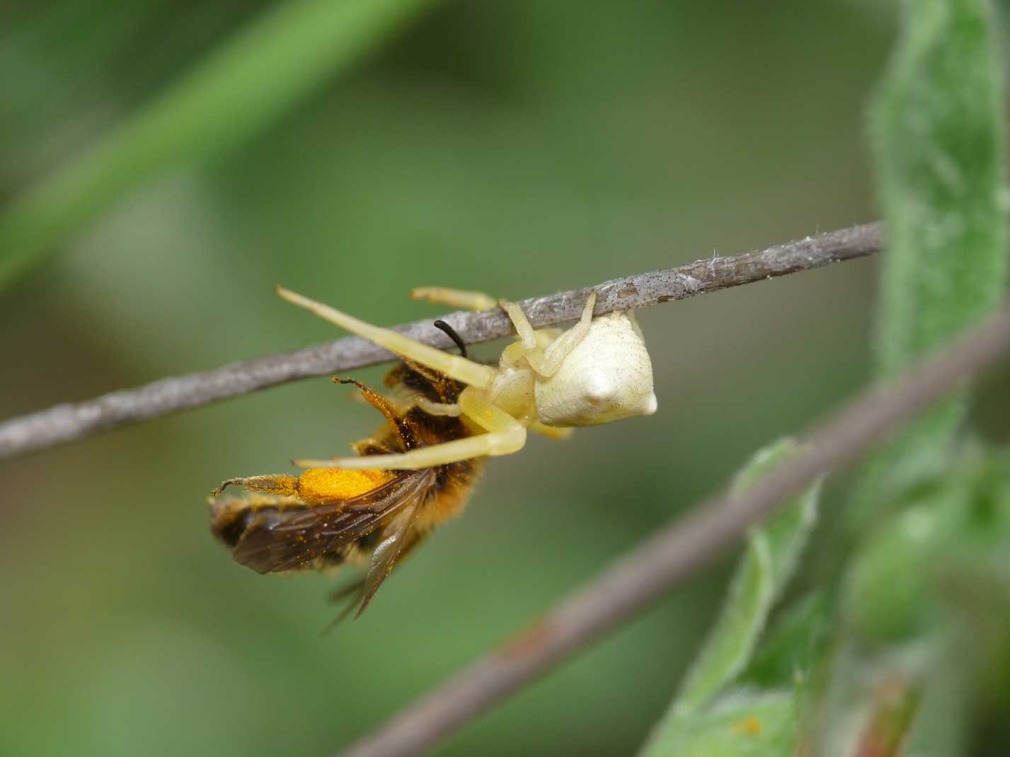 Thomisus onustus sardi
